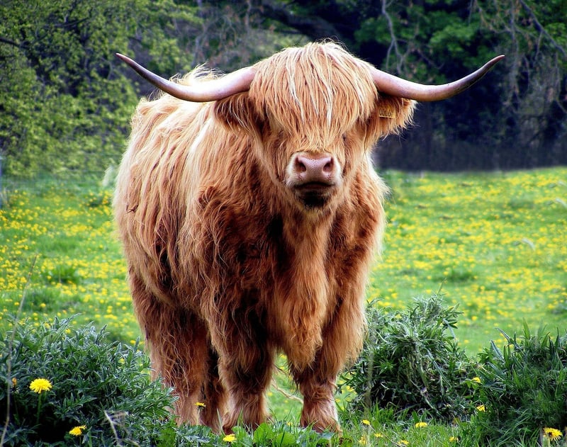 Highland Games